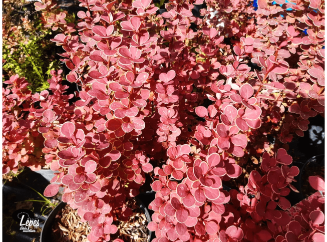 Berberis thunbergii   'Orange Sunrise'